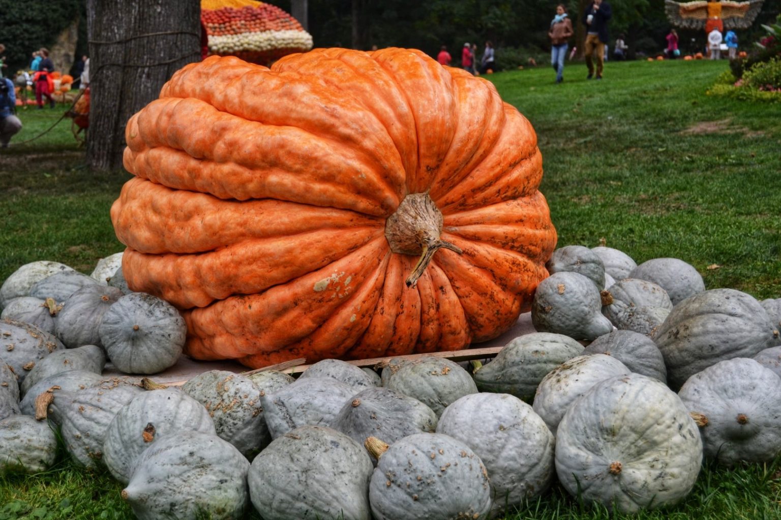 Your Complete Guide To Ludwigsburg Pumpkin Festival 2023 WanderInGermany