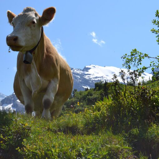 Getting To Grindelwald Switzerland